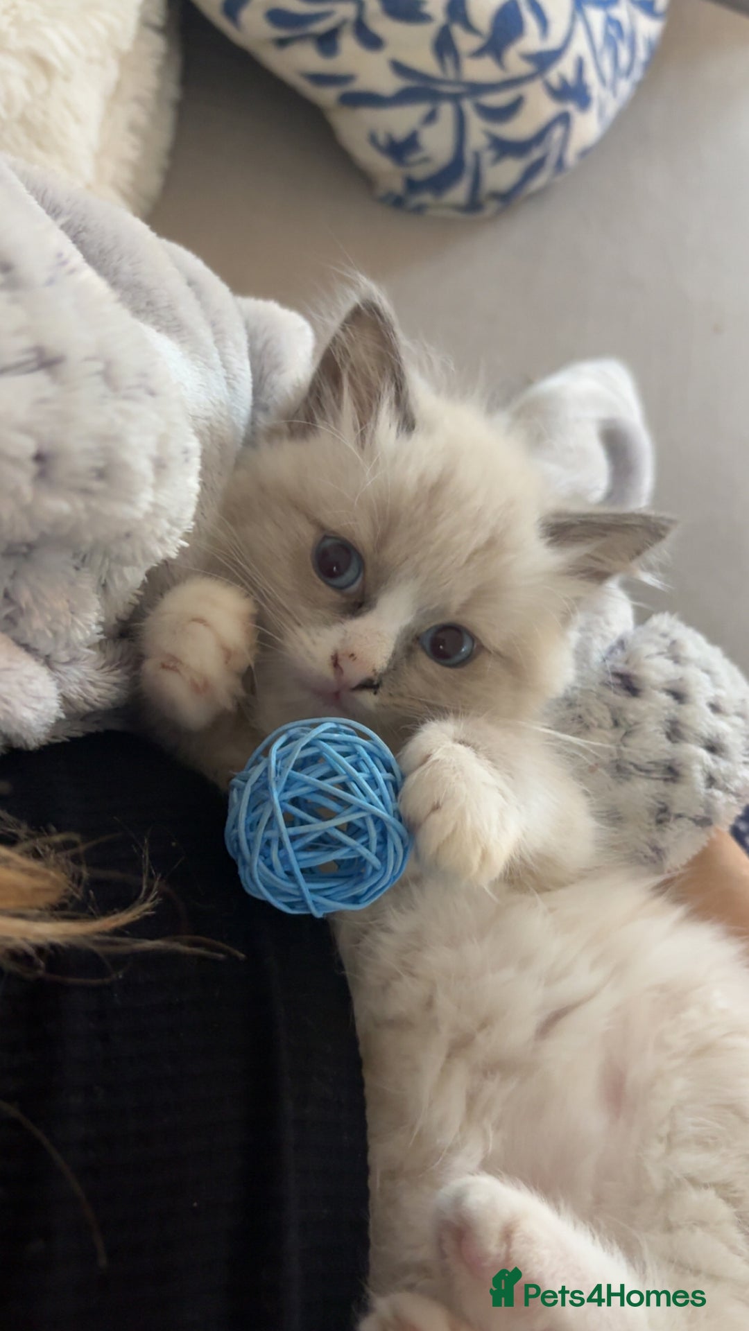 Ragdoll cats for sale: Rehoming Milo - Our beloved Kitten - Image 1