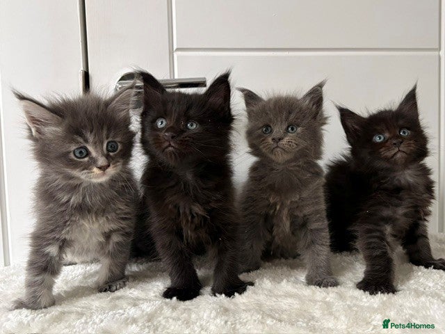 Maine Coon cats 🐈🐈‍⬛Amazing kittens 💕🐱 - Advert 13