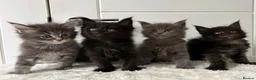 Maine Coon cats for sale: 🐈🐈‍⬛ Russian/European Bloodline Kittens 💕🐱 - Advert 5