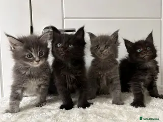 Maine Coon cats 🐈🐈⬛ Beautiful litter 💕🐱 - Advert 1