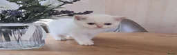Persian cats for sale: Persian x bsh - Advert 6