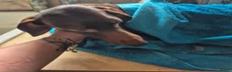 Miniature Dachshund dogs for sale: ADULT MINIATURE DACHSHUND FEMALE - Advert 6