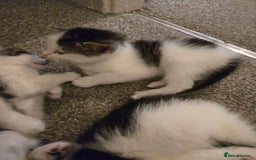 Mixed Breed cats for sale: Sweet kittens  - Image 6