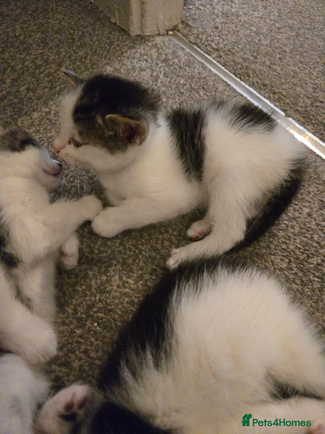 Mixed Breed cats for sale: Sweet kittens  - Image 6