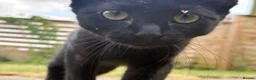 Mixed Breed cats for sale: Two female kittens (4months) - Advert 7