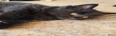 Fluffy black