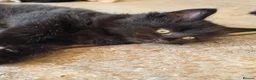 Mixed Breed cats for sale: Kittens, kittens, kittens!!!!!! - Advert 16