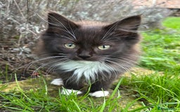 Turkish Van cats for sale: Beautiful kittens ready for loving new homes - Image 7