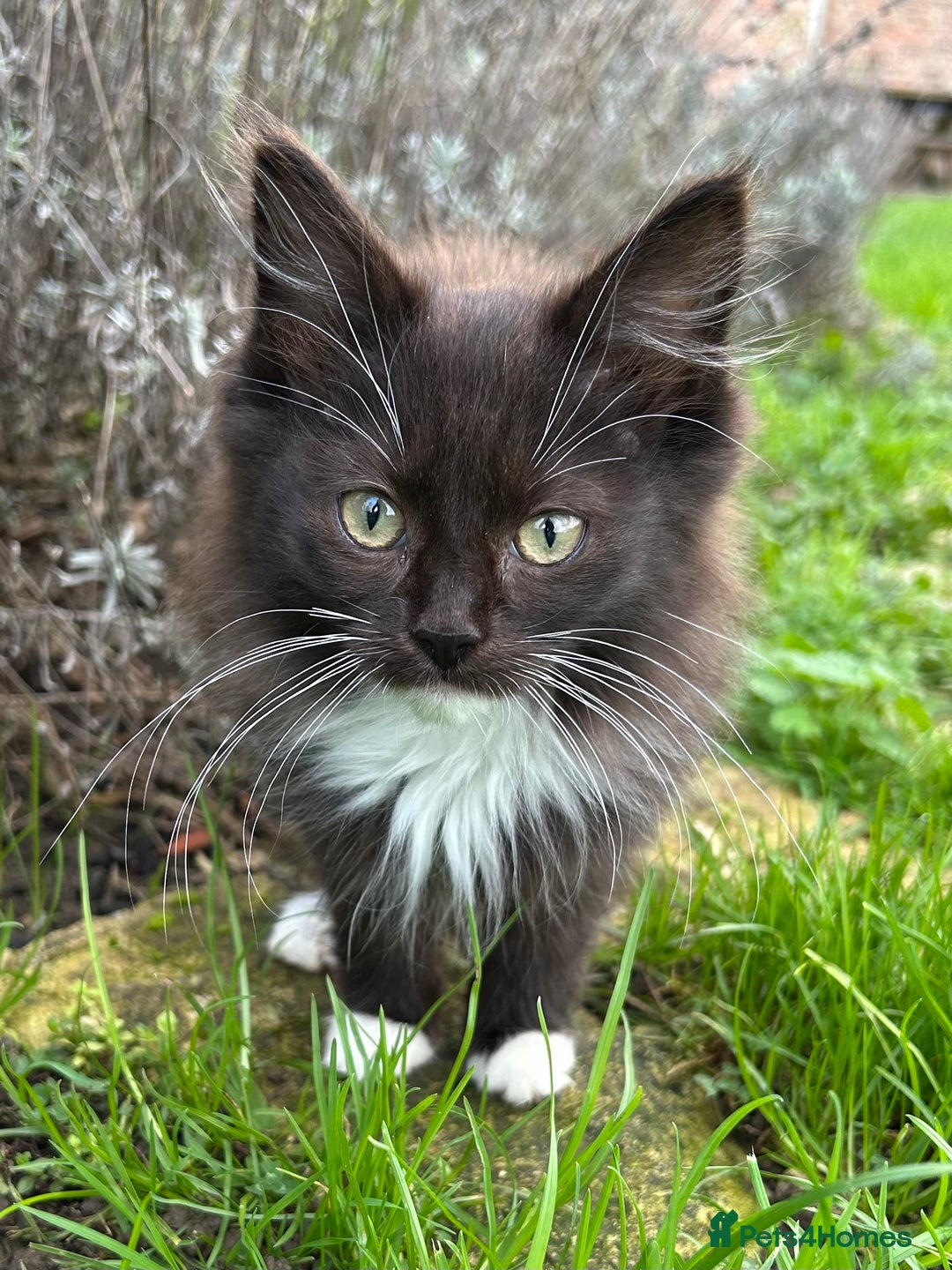 Turkish Van cats for sale: Beautiful kittens ready for loving new homes - Image 7
