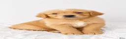 Golden Retriever dogs for sale: 8 gorgeous Golden Retriever puppies  - Advert 9