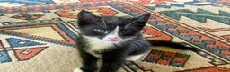 Mixed Breed cats for sale: Lovely half British shorthair half Russian blue  in Godalming - Advert 19