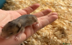 Hamster rodents for sale: Baby Syrian hamsters - Image 5