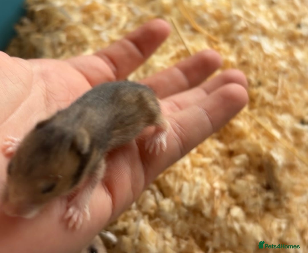 Hamster rodents for sale: Baby Syrian hamsters - Image 5
