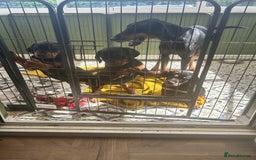 Dobermann dogs for sale: Doberman x Rottweiler pups  - Image 4