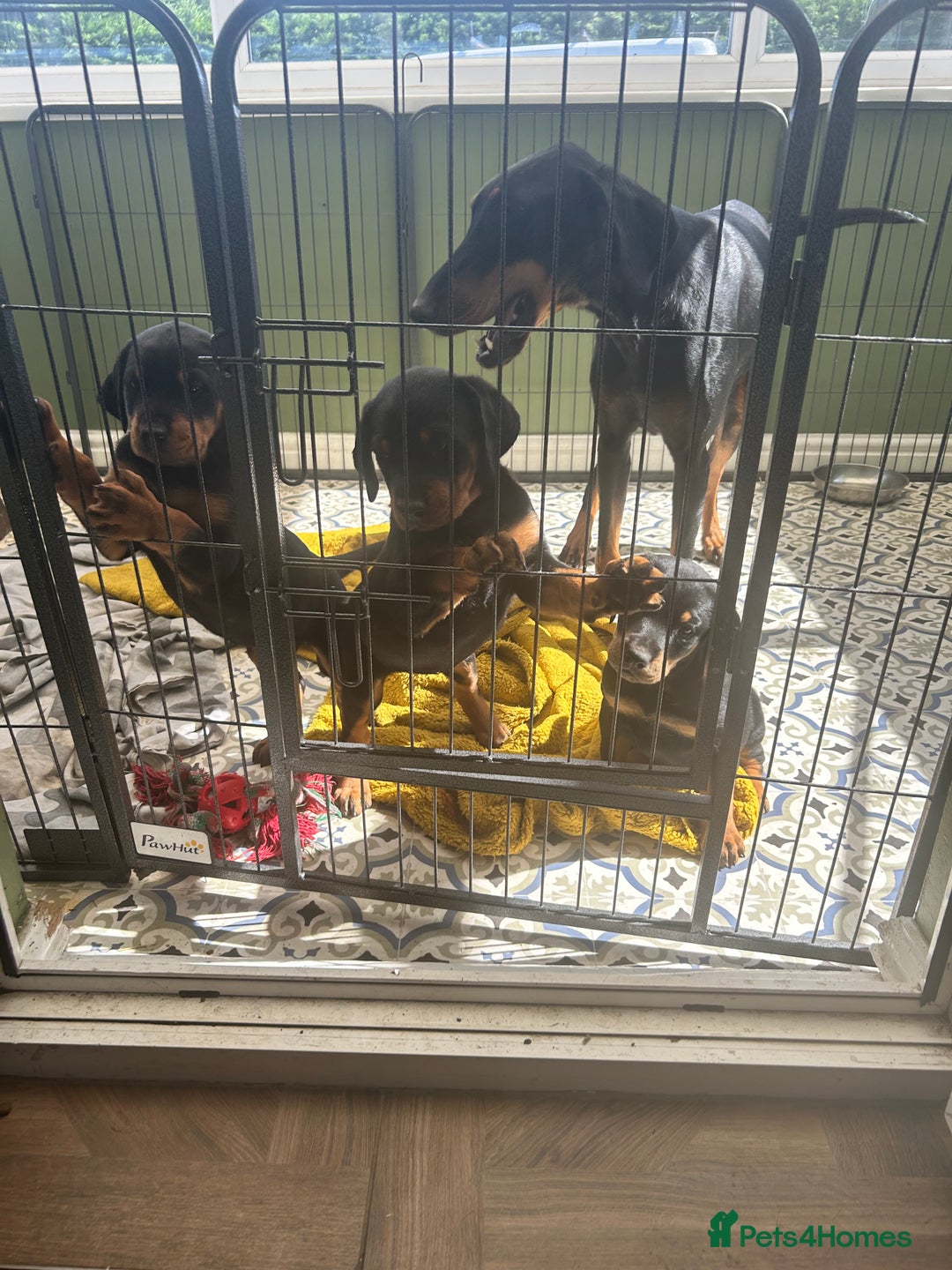 Dobermann dogs for sale: Doberman x Rottweiler pups  - Image 4
