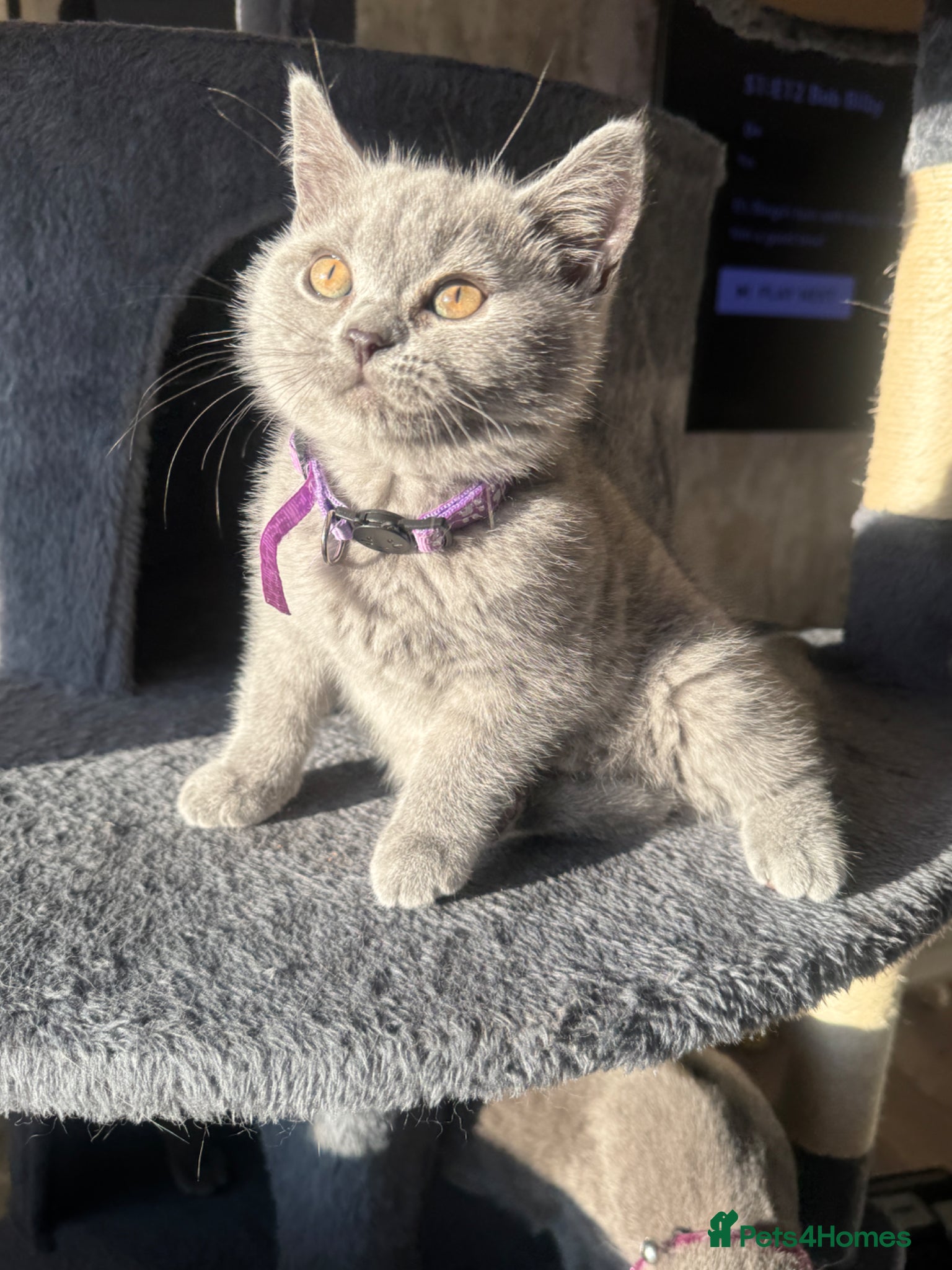 British Shorthair cats for sale: Beautiful British shorthair kittens  - Advert 24