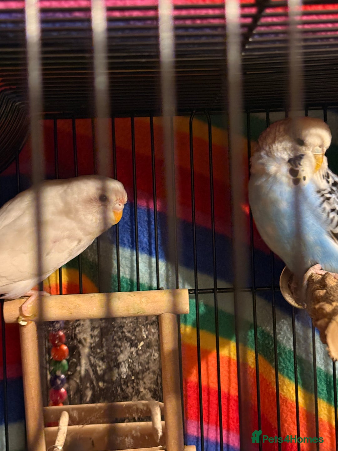 Budgerigars birds for sale: 2 Bugies for sale - Advert 3