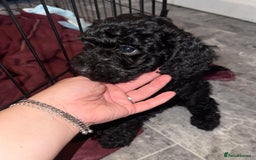 Cockapoo dogs for sale: Cockapoo puppies - Image 16