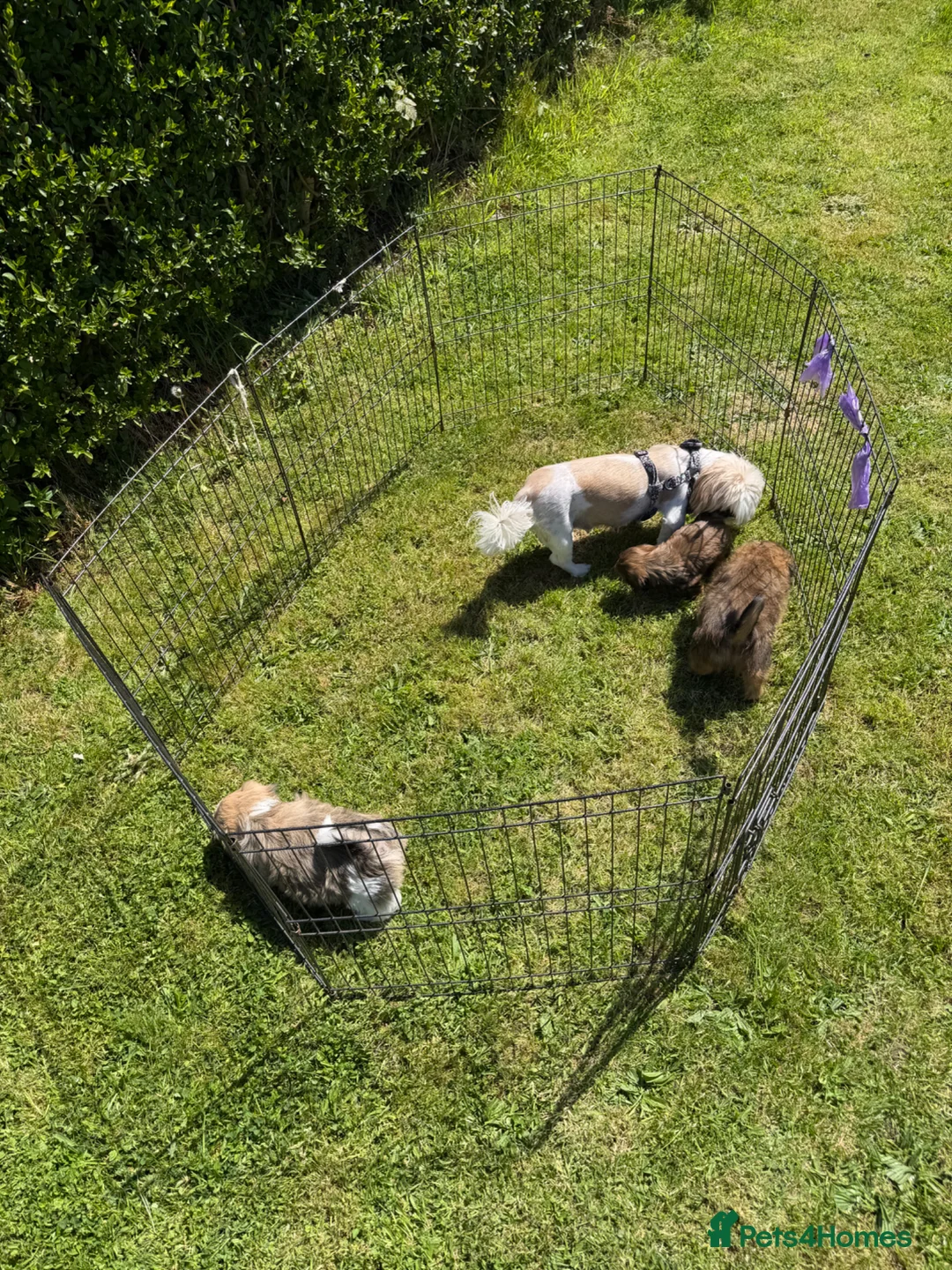 Shih Tzu dogs for sale: Puppy’s Shih Tzu  - Advert 6