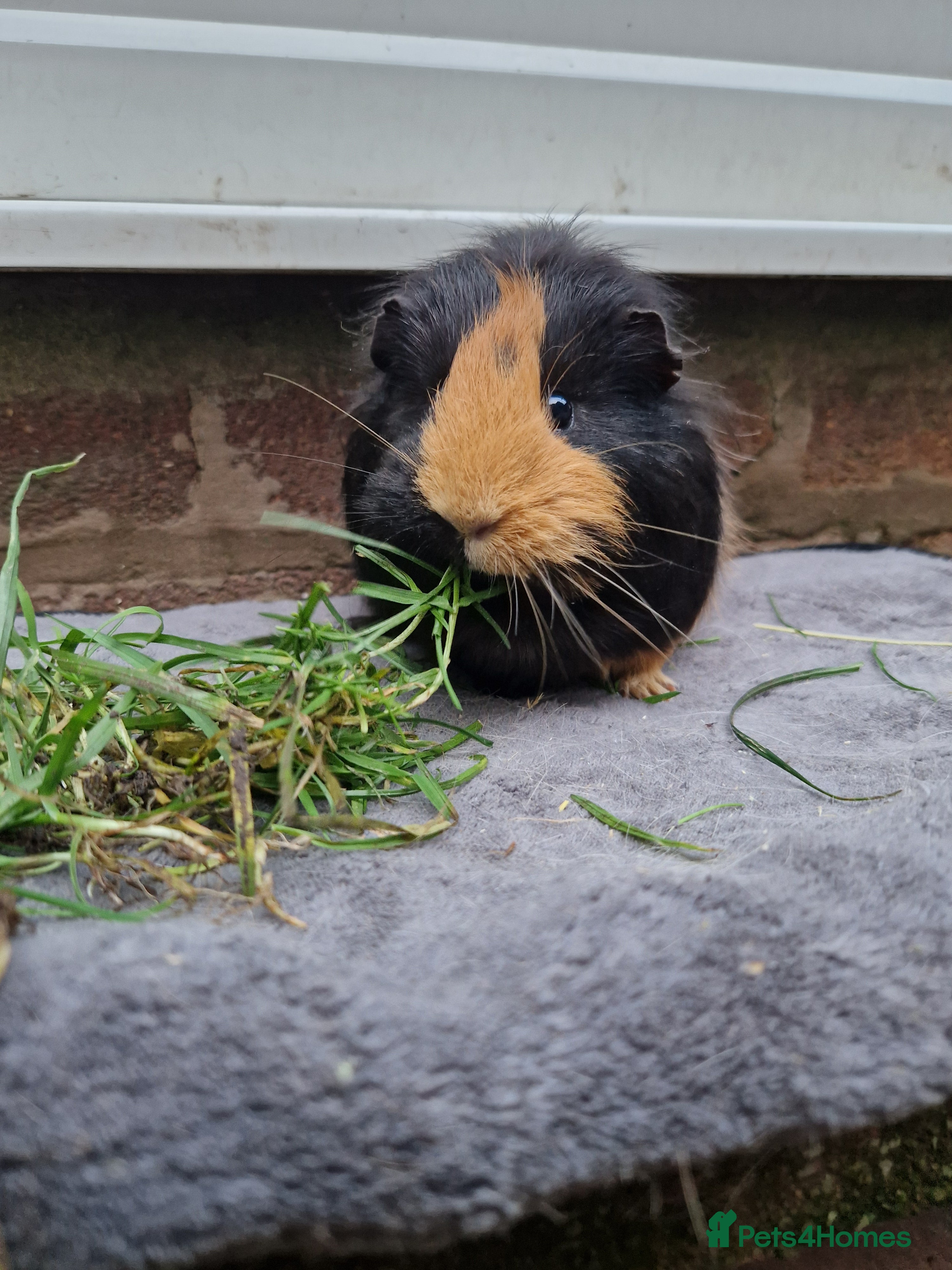 Guinea Pig rodents Beautful female guineapig  - Advert 1