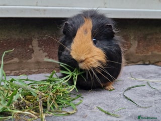Guinea Pig rodents Beautful female guineapig - Advert 1