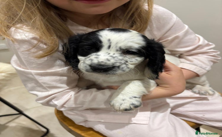 Cocker Spaniel dogs KC Registered Cocker Spaniel Puppies - Advert 1