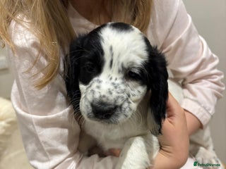 Cocker Spaniel dogs KC Registered Cocker Spaniel Puppies - Advert 1