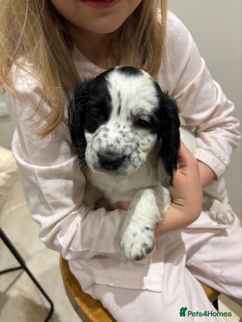 Cocker Spaniel dogs KC Registered Cocker Spaniel Puppies - Advert 1