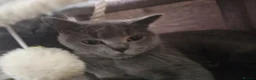 British Shorthair cats for sale: Blue British shorthair female (2y old) in Northwich - Advert 8