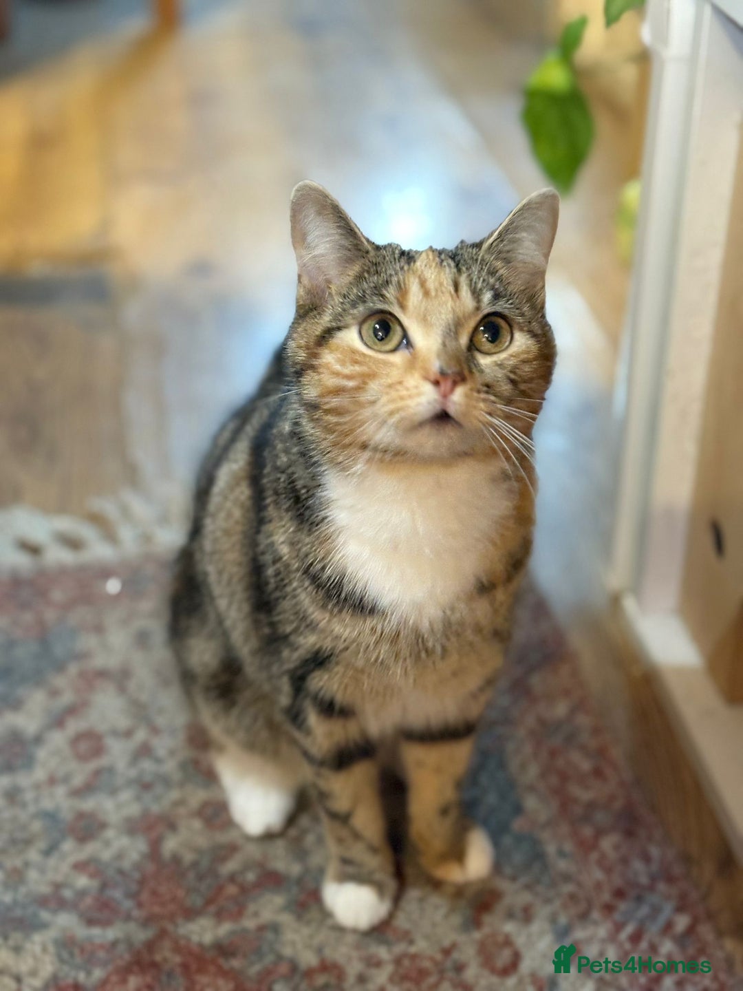 Mixed Breed cats for sale: Sheeba - Image 6