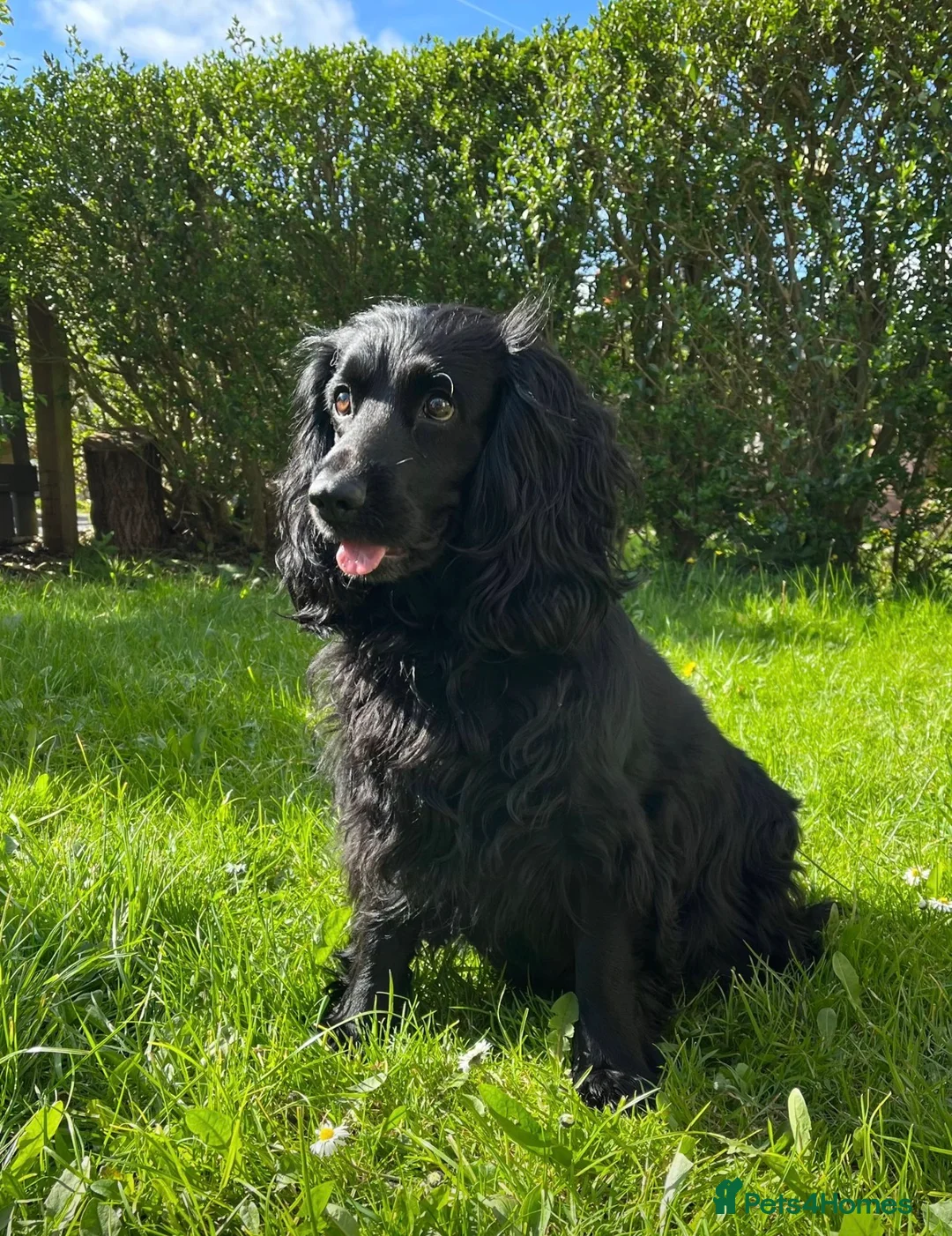 Cocker Spaniel dogs for sale: Adorable cocker spaniel puppies - Advert 1