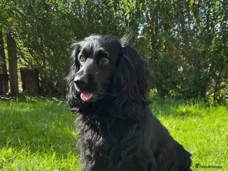 Cocker Spaniel dogs Adorable cocker spaniel puppies - Advert 3