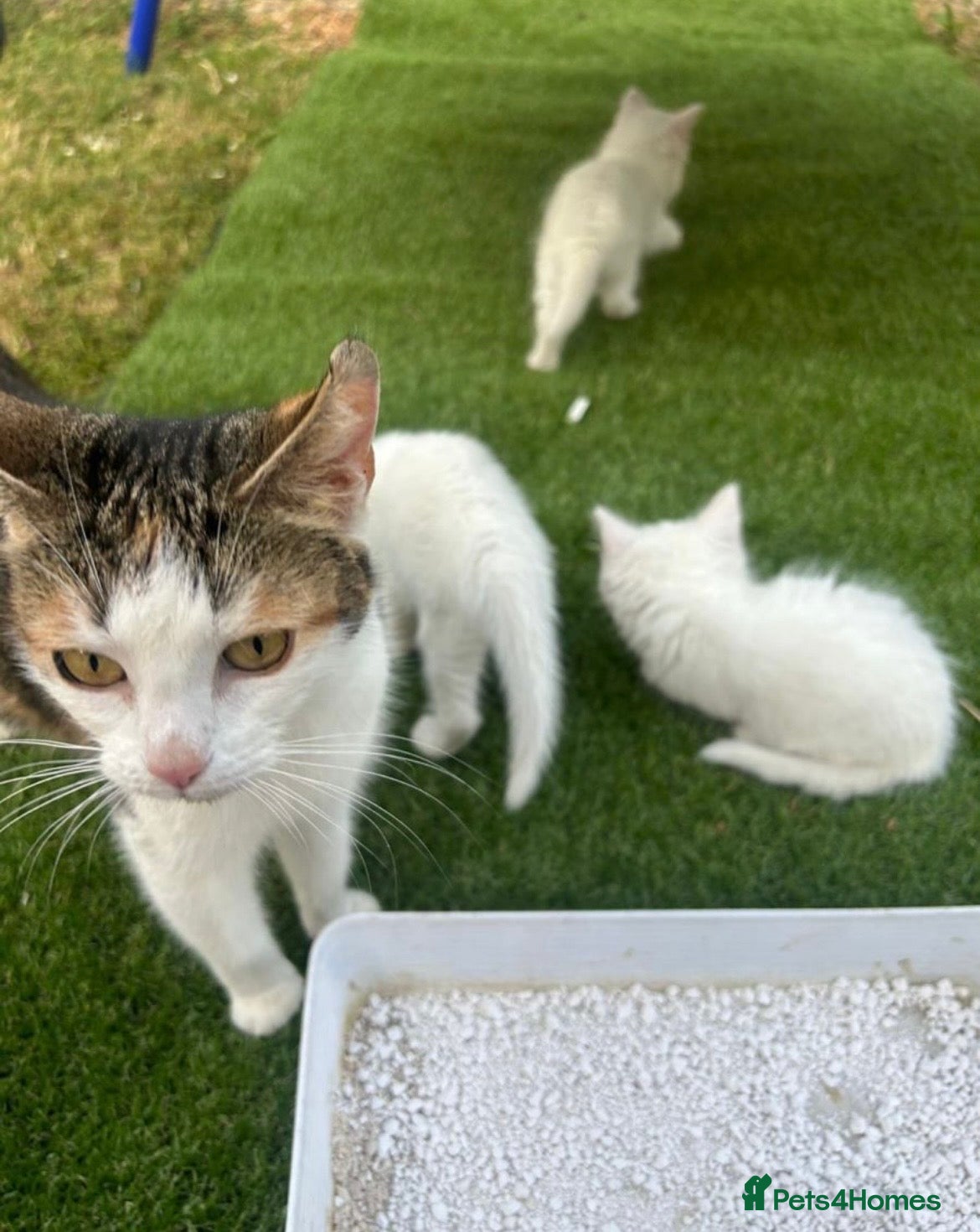 Mixed Breed cats for sale: Beautiful white fluffy female kitten! 🐱  - Advert 1