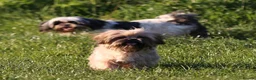 Shih Tzu dogs for sale: outstanding shih tzu boy  - Advert 7
