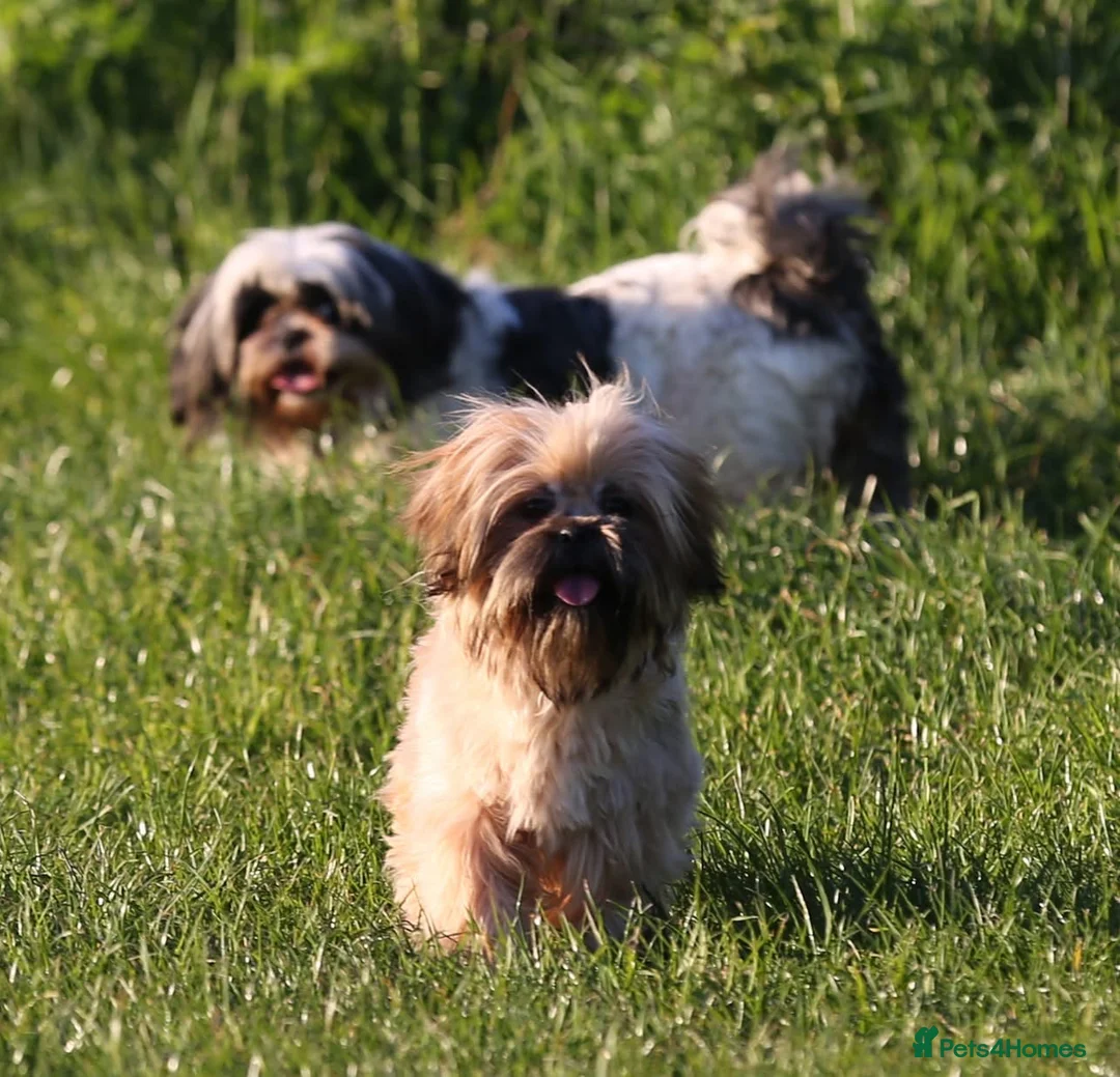 Shih Tzu dogs for sale: outstanding shih tzu boy  - Advert 7