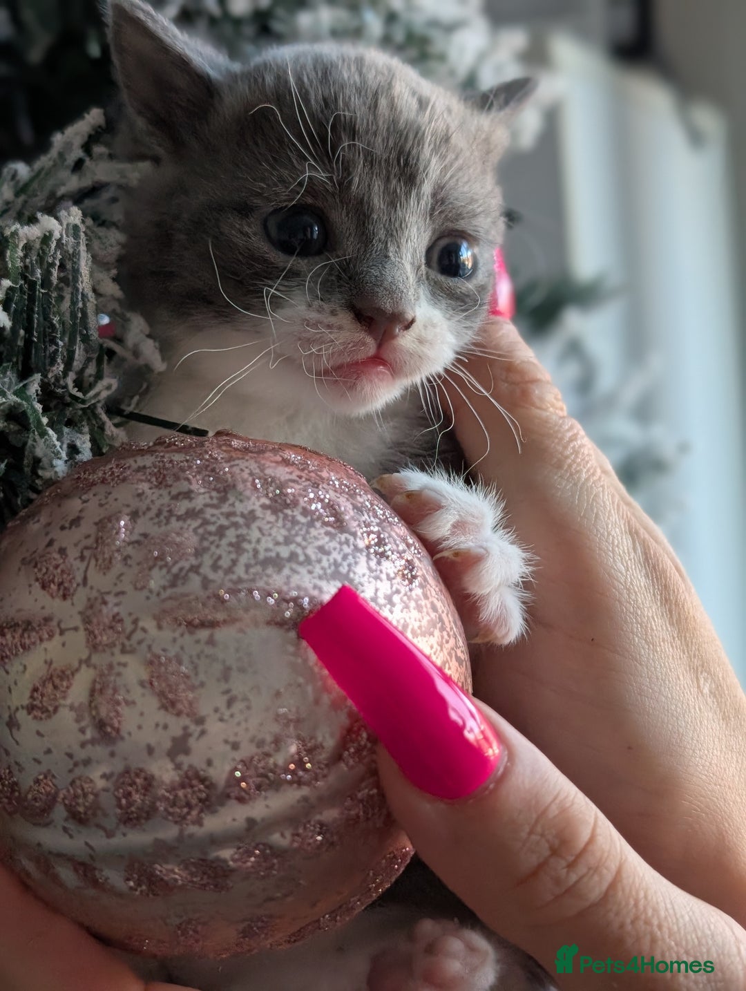 British Shorthair cats for sale: Beautiful BSH kittens needs their forever homes - Advert 5
