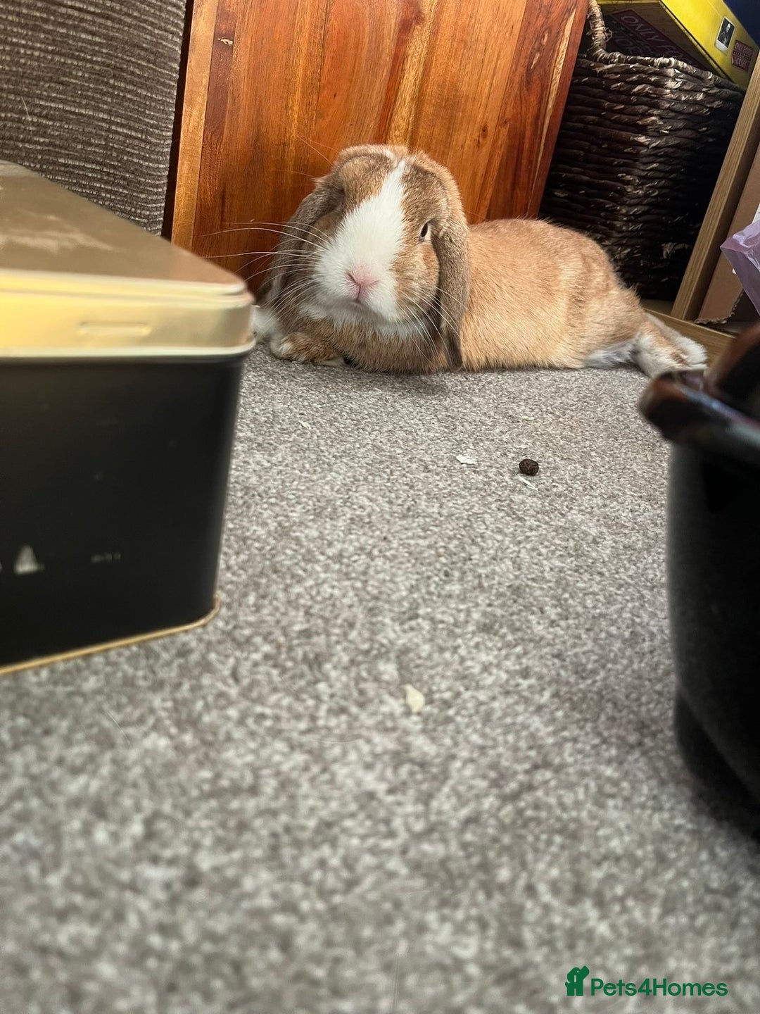 Mini Lop rabbits for sale: Gorgeous mini lop bunny - Advert 2