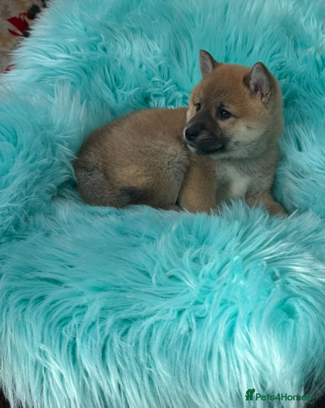 Japanese Shiba Inu dogs for sale: Kc registered Shiba Inu puppies  - Advert 4