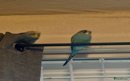 Budgerigars birds for sale: 2 budgies with full set up  - Image 9