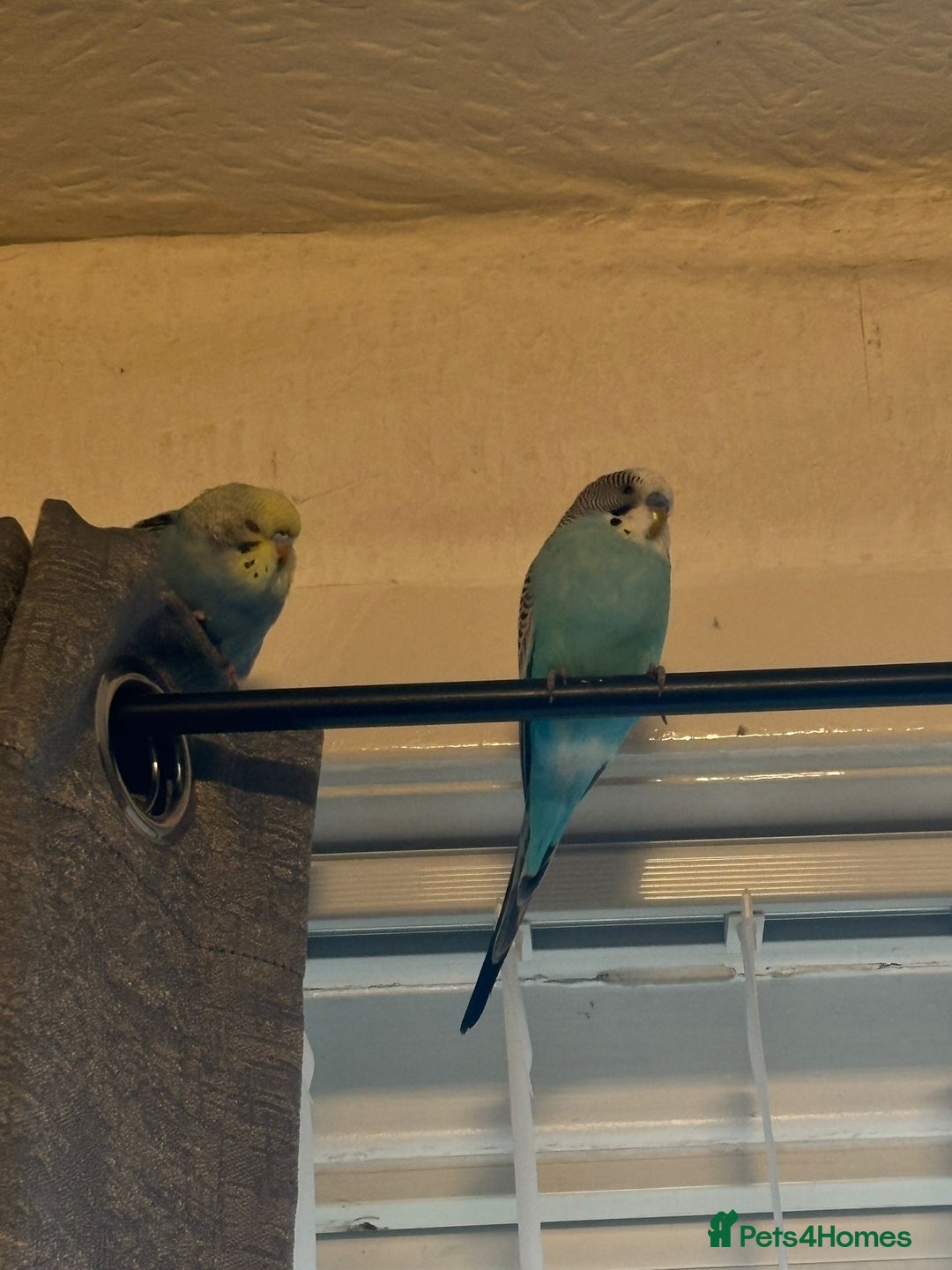 Budgerigars birds for sale: 2 budgies with full set up  - Image 9