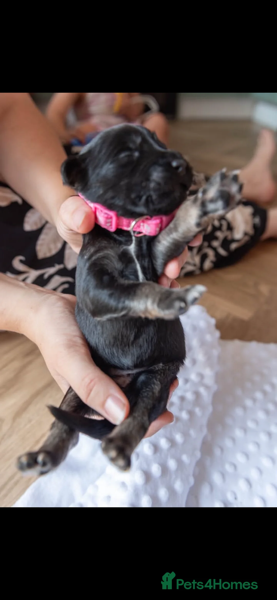 Mixed Breed dogs for sale: Beautiful staff cross puppies  - Advert 26