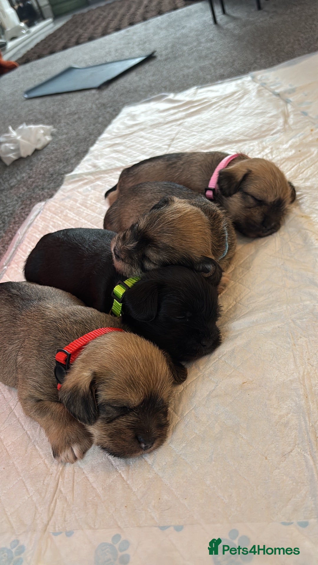 Mixed Breed dogs Schapso male puppy  - Advert 7