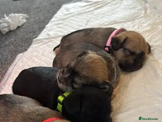 Mixed Breed dogs Schapso male puppy - Advert 7