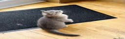 British Shorthair cats for sale: A Girl Available- GCCF/TICA British Shorthair  - Advert 13