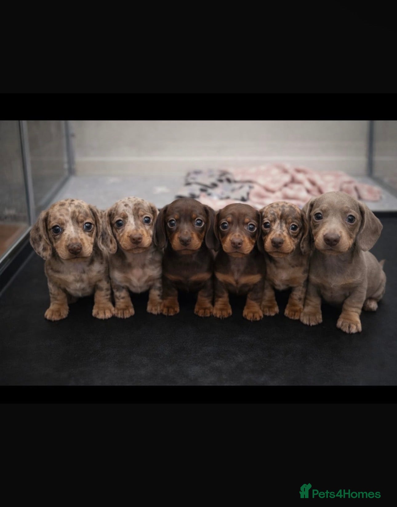 Miniature Dachshund dogs Quality Miniature Dachshund Puppies - Advert 1