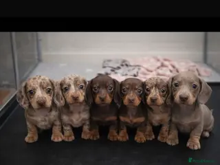Miniature Dachshund dogs Quality Miniature Dachshund Puppies - Advert 1