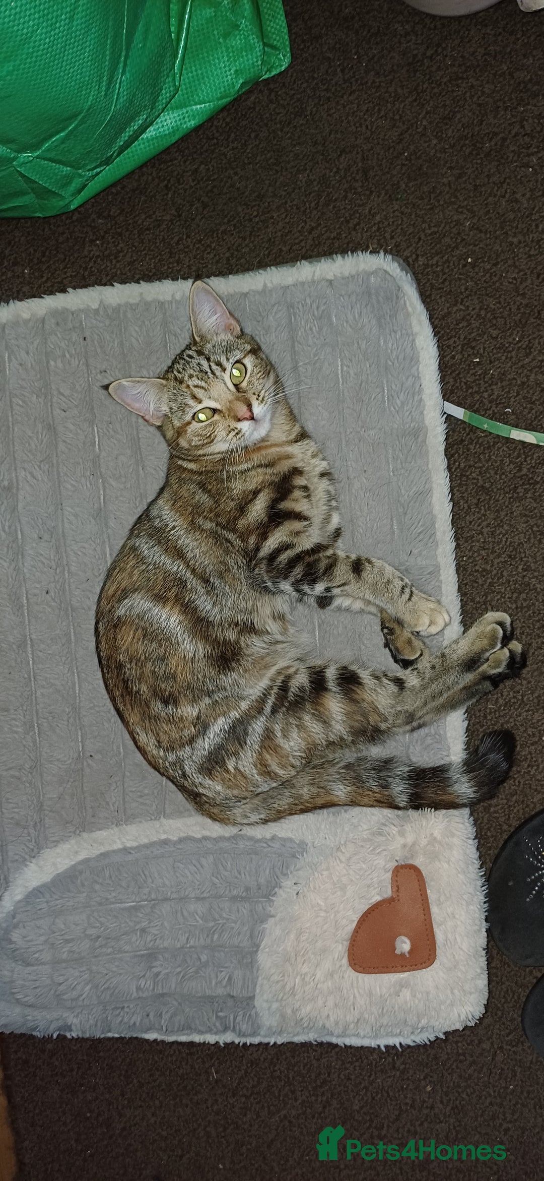 Mixed Breed cats for sale: Kitten  - Image 3