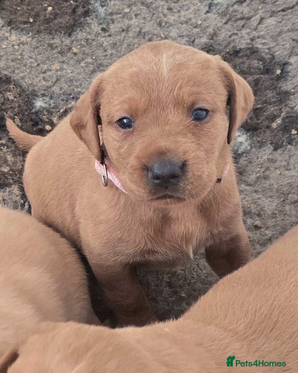 Labrador Retriever dogs Stunning KC registered Labrador puppies - Advert 1