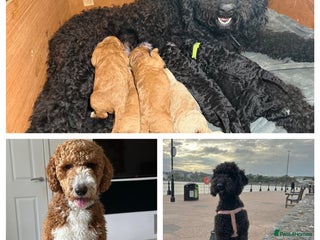 Goldendoodle dogs for sale: Beautiful Rainbow Litter of Goldendoodles - Advert 1