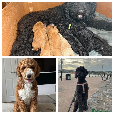 Goldendoodle dogs Beautiful Rainbow Litter of Goldendoodles - Advert 1